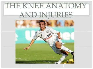 Understanding Knee Anatomy and Injuries