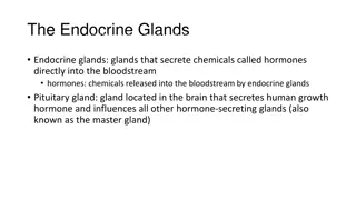 How Hormones Interact: The Endocrine System