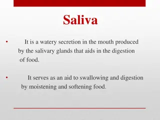 Saliva and Salivary Glands in Digestion Process