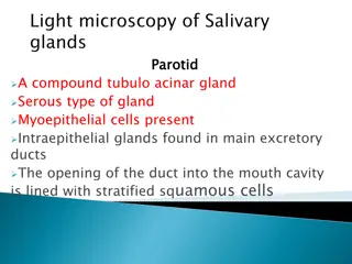 Overview of Salivary Glands Structure