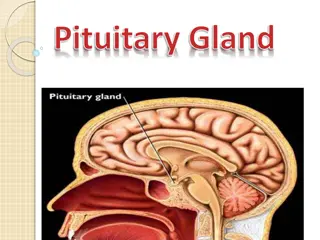 The Pituitary Gland: Structure, Function, and Hormones