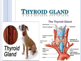 Thyroid Gland: Structure, Hormones, and Function