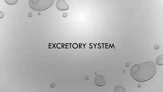 Understanding the Excretory System and Kidney Functions