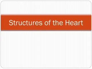 Understanding the Structures of the Heart and Its Arteries