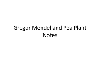 Gregor Mendel and His Work with Pea Plants