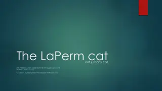 The LaPerm Cat: A Unique Feline Breed