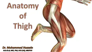 Comprehensive Overview of Thigh Anatomy by Dr. Mohammed Hussein M.B.Ch.B, MSC, PhD