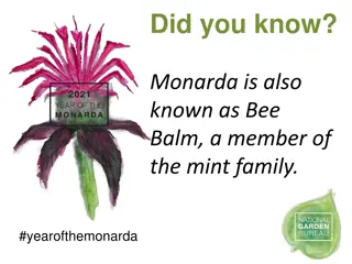 Year of the Monarda: Fascinating Facts About Bee Balm