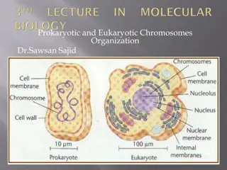 Prokaryotic and Eukaryotic Chromosome Organization