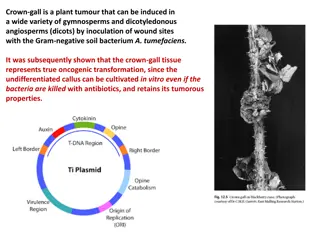 Crown Gall Disease in Plants