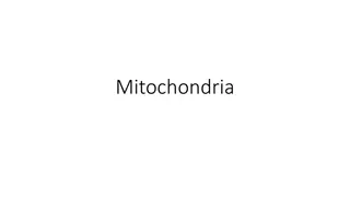 Structure and Function of Mitochondria