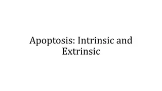 Apoptosis: Intrinsic and Extrinsic Pathways