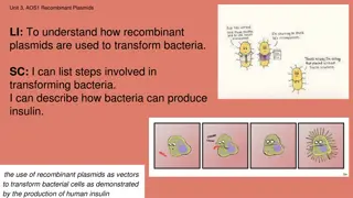 Recombinant Plasmids in Bacterial Transformation