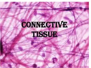 Connective Tissues: Characteristics, Classification, and Types