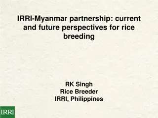 Advancing Rice Breeding Partnerships in Myanmar: Current Progress and Future Prospects