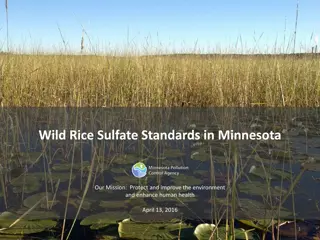 Protecting Wild Rice in Minnesota: Sulfate Standards and Environmental Preservation