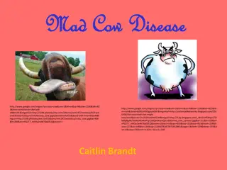 Mad Cow Disease: Causes, Symptoms, and Prevention