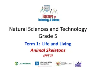 Animal Skeletons in Grade 5 Natural Sciences and Technology