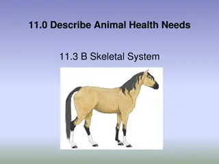 Animal Skeletal System: Importance and Components