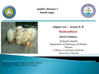 Pasteurellosis (Fowl Cholera) in Poultry: Causes, Symptoms, and Management