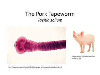 The Pork Tapeworm, Taenia solium: Appearance, Lifecycle, and Reproduction