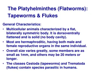 Overview of Platyhelminthes: Tapeworms and Flukes