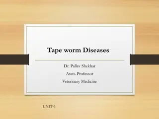 Tape Worm Diseases in Veterinary Medicine