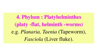 Platyhelminthes: Characteristics and Adaptations