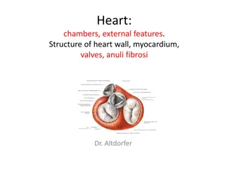 Structure and Function of the Heart