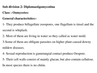 Fascinating World of Oomycetes: General Characteristics and Classification