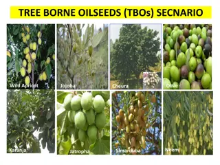 Tree Borne Oilseeds (TBOs) Scenario and Promotion Overview