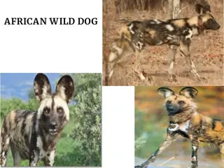 Fascinating Facts About African Wild Dogs