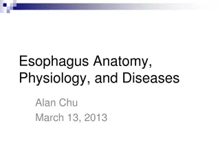 Esophagus Anatomy, Physiology, and Diseases