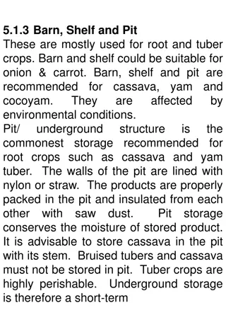 Modern Storage Solutions for Root and Tuber Crops