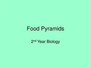 Food Chains and Pyramids in Biology