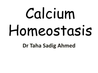 Calcium Homeostasis and Its Importance in the Body