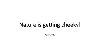 Nature's Cheeky April 2020 Adventures