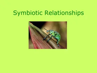 Symbiotic Relationships in Nature