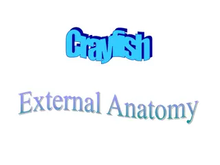 Crayfish External Anatomy: A Detailed Exploration