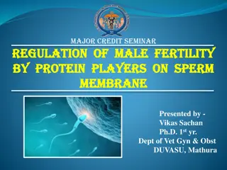 Protein Players in Male Fertility Regulation