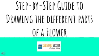 Step-by-Step Guide to Drawing the Different Parts of a Flower