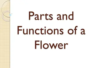 The Parts and Functions of a Flower