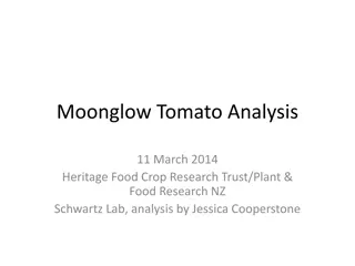 Analysis of Moonglow Tomato Phytochemical Composition