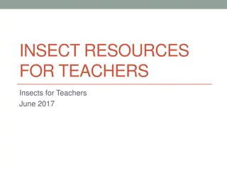 Comprehensive Insect Resources and Projects for Teachers