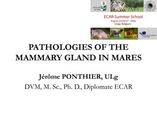 Mammary Gland Pathologies in Mares: Overview & Treatment