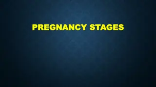 Three Stages of Pregnancy: Ovum, Embryo/Organogenesis, and Fetus