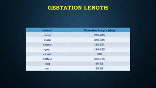 Factors Influencing Gestation Length in Various Animals