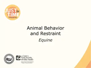 Equine Behavior and Restraint: Understanding and Handling Horses