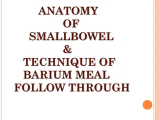 Small Bowel Anatomy and Barium Meal Technique