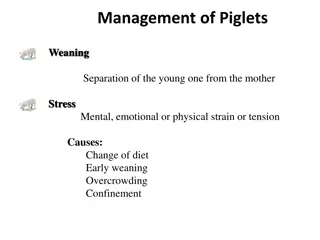 Managing Piglet Weaning Stress and Farrowing for Better Health